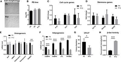 In Vitro Culture Expansion Shifts the Immune Phenotype of Human Adipose-Derived Mesenchymal Stem Cells